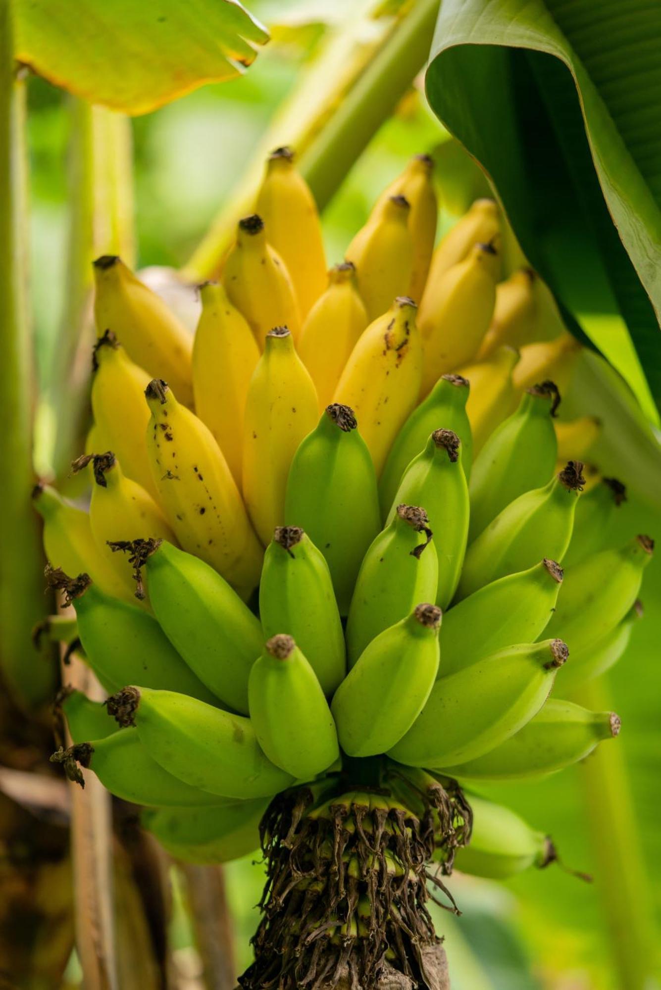 Jungle Haven Ocean Front Eco Villa On Fruit Farm Pahoa Extérieur photo