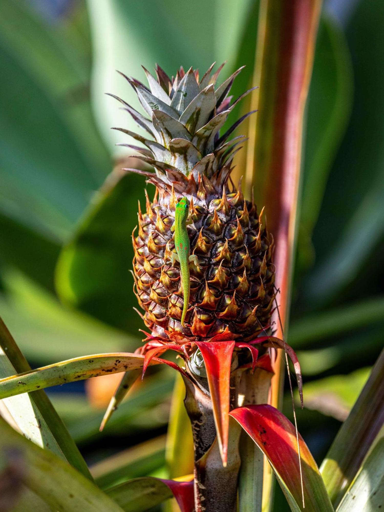 Jungle Haven Ocean Front Eco Villa On Fruit Farm Pahoa Extérieur photo